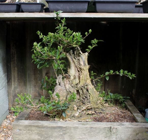 privet bonsai